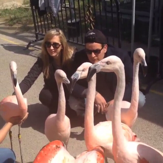 «FORELDRE»: I mai «adpoterte» Sheen og Rossi en flamingo i en dyrehage - noe som innebærer at de skal sponse flamingoen med penger i et helt år. Foto: All Over Press «FORELDRE»: I mai «adpoterte» Sheen og Rossi en flamingo i en dyrehage - noe som innebærer at de skal sponse flamingoen med penger i et helt år. Foto: All Over Press